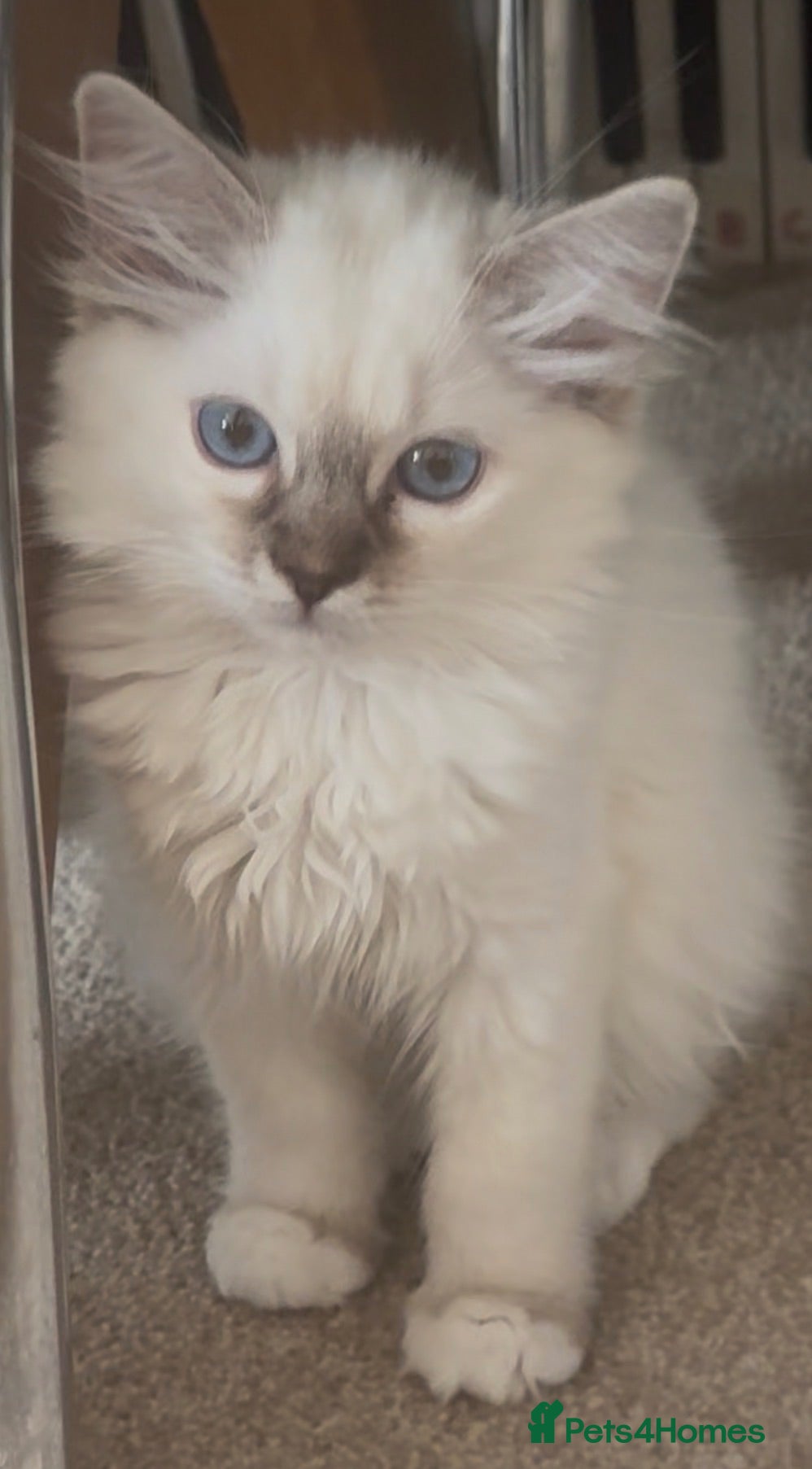 Ragdoll cats Ragdoll kittens GCCF champion breed show quality  - Advert 1