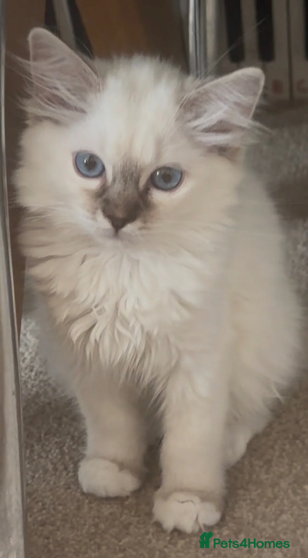 Ragdoll cats for sale: Ragdoll kittens GCCF champion breed show quality  - Advert 2
