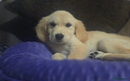 Golden Retriever dogs for sale: Ready to leave now 💕 fully vaccinated 🥰 - Image 20