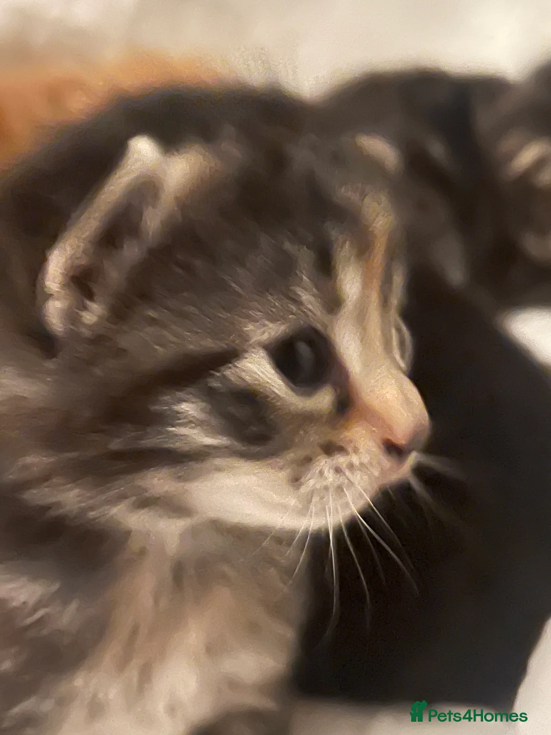 Mixed Breed cats for sale: Sociable kittens  in Brighton - Advert 4