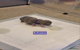 Mixed Breed dogs for sale: Staffy x Whippet puppies - Image 15