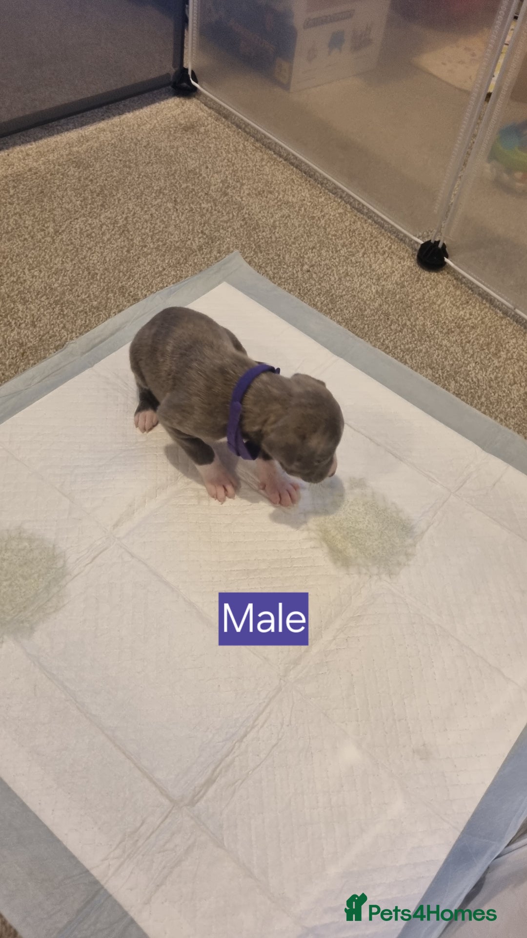 Mixed Breed dogs for sale: Staffy x Whippet puppies - Image 15