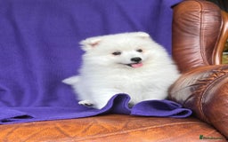 Japanese Spitz dogs for sale: Lovely Male Japanese spitz puppy - Image 14