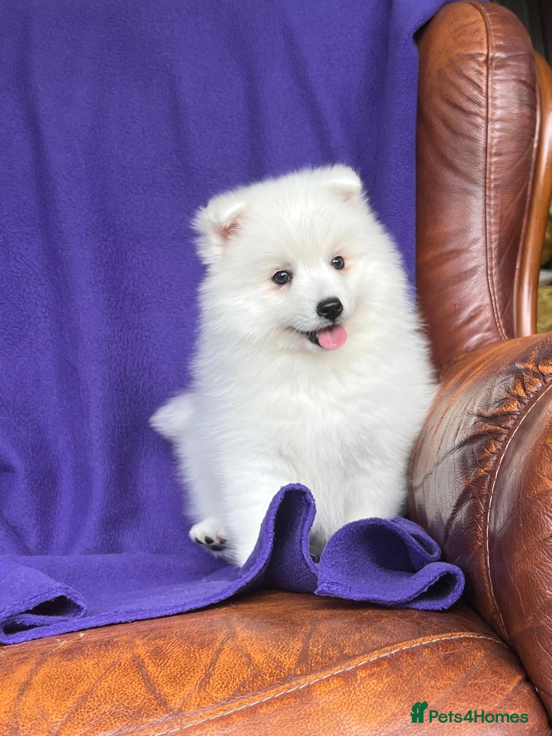 Japanese Spitz dogs for sale: Lovely Male Japanese spitz puppy - Image 14