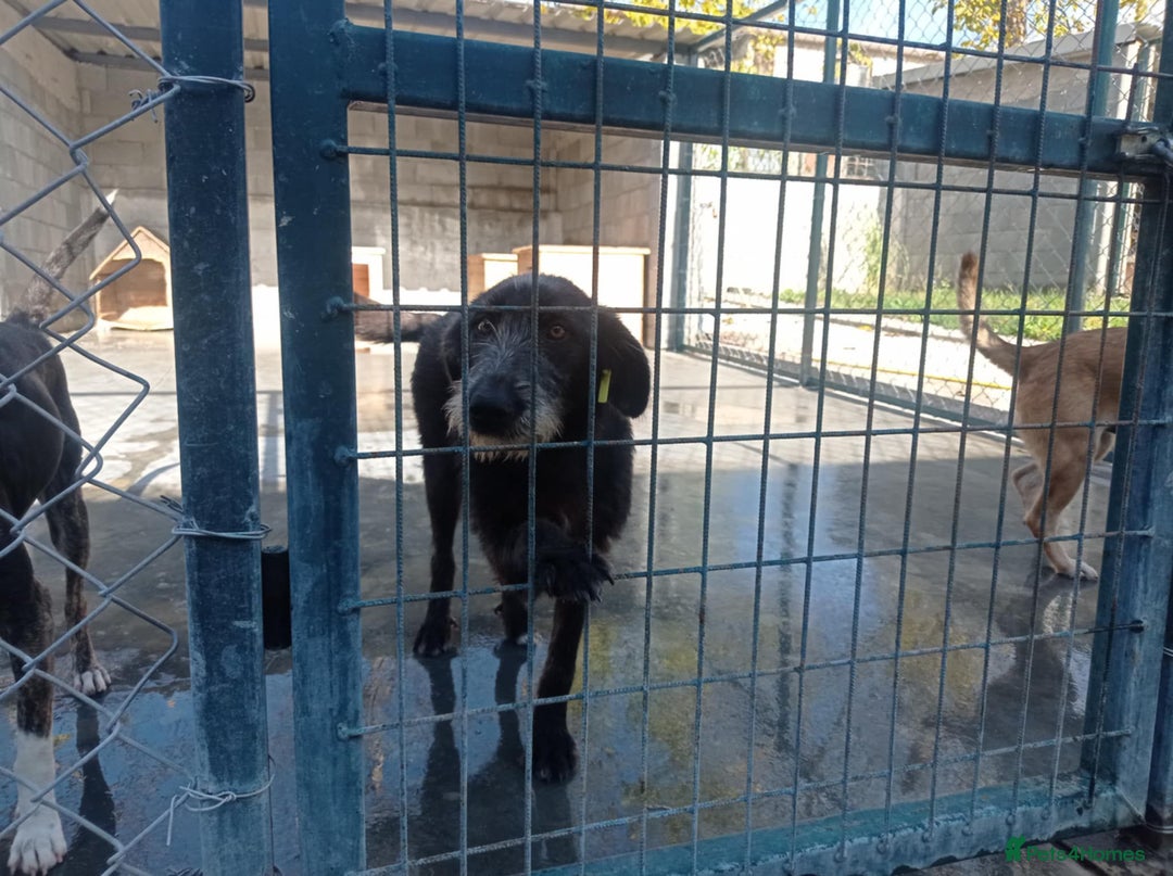 Mixed Breed dogs for adoption: Morag, 8 -9 months. Available for adoption. - Advert 8