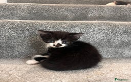 Mixed Breed cats for sale: 3 beautiful boy kittens - Image 3