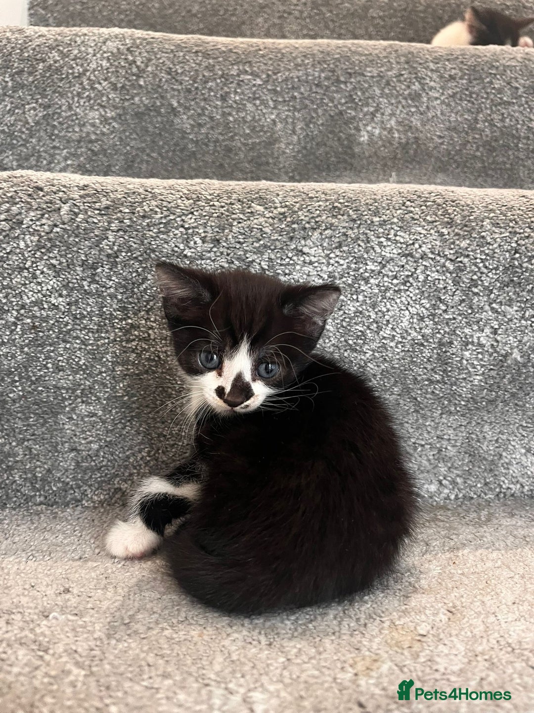 Mixed Breed cats for sale: 3 beautiful boy kittens - Image 3