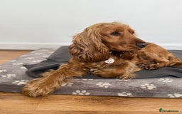 Cockapoo dogs for sale: F1 Cockapoo Puppies  - Image 5
