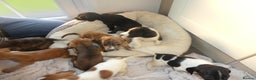 Mixed Breed dogs for sale: Springer x jack Russell  - Advert 10