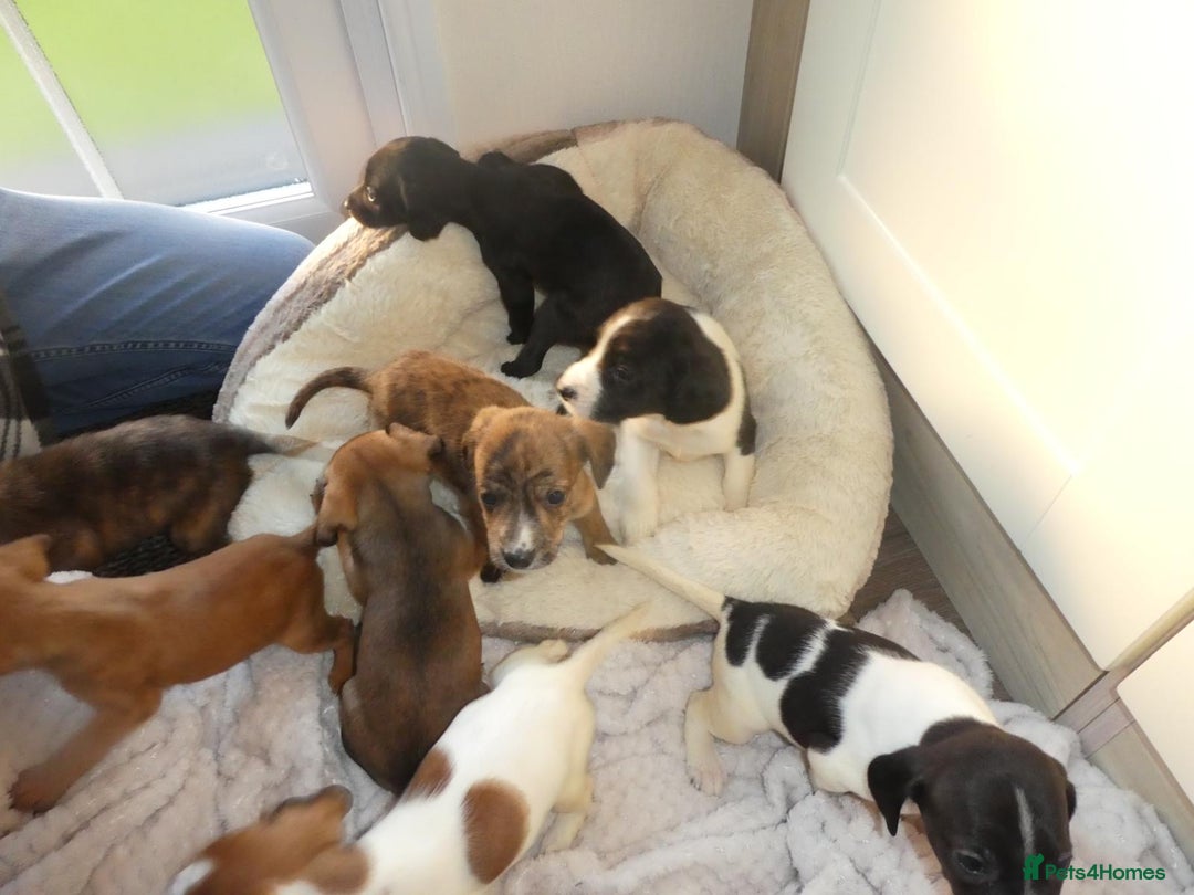 Mixed Breed dogs for sale: Springer x jack Russell  - Advert 10