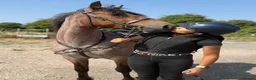Connemara horses for sale: Registered Connemara gelding not to be missed  - Advert 3