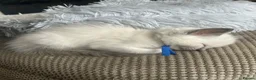 Ragdoll cats for sale: GCCF reg ragdolls - Advert 2