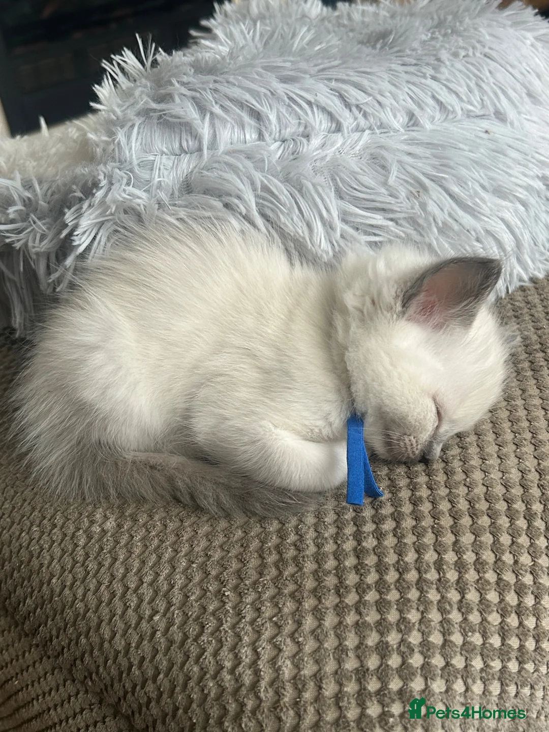 Ragdoll cats for sale: GCCF reg ragdolls - Advert 2