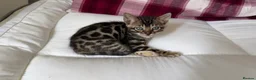Bengal cats for sale: BENGAL 🔥 KITTENS TICA REGISTERED  - Advert 19