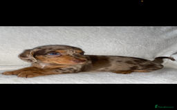 Dachshund dogs for sale: 😍🌈1 male left! 💙🇩🇪🤏🏻READY TO LEAVE🏠🐶 - Image 2