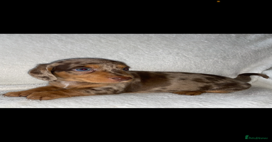 Dachshund dogs - Advert 10