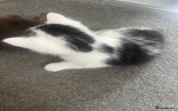 British Shorthair cats for sale: Beautiful white and tabby kitten  - Image 3
