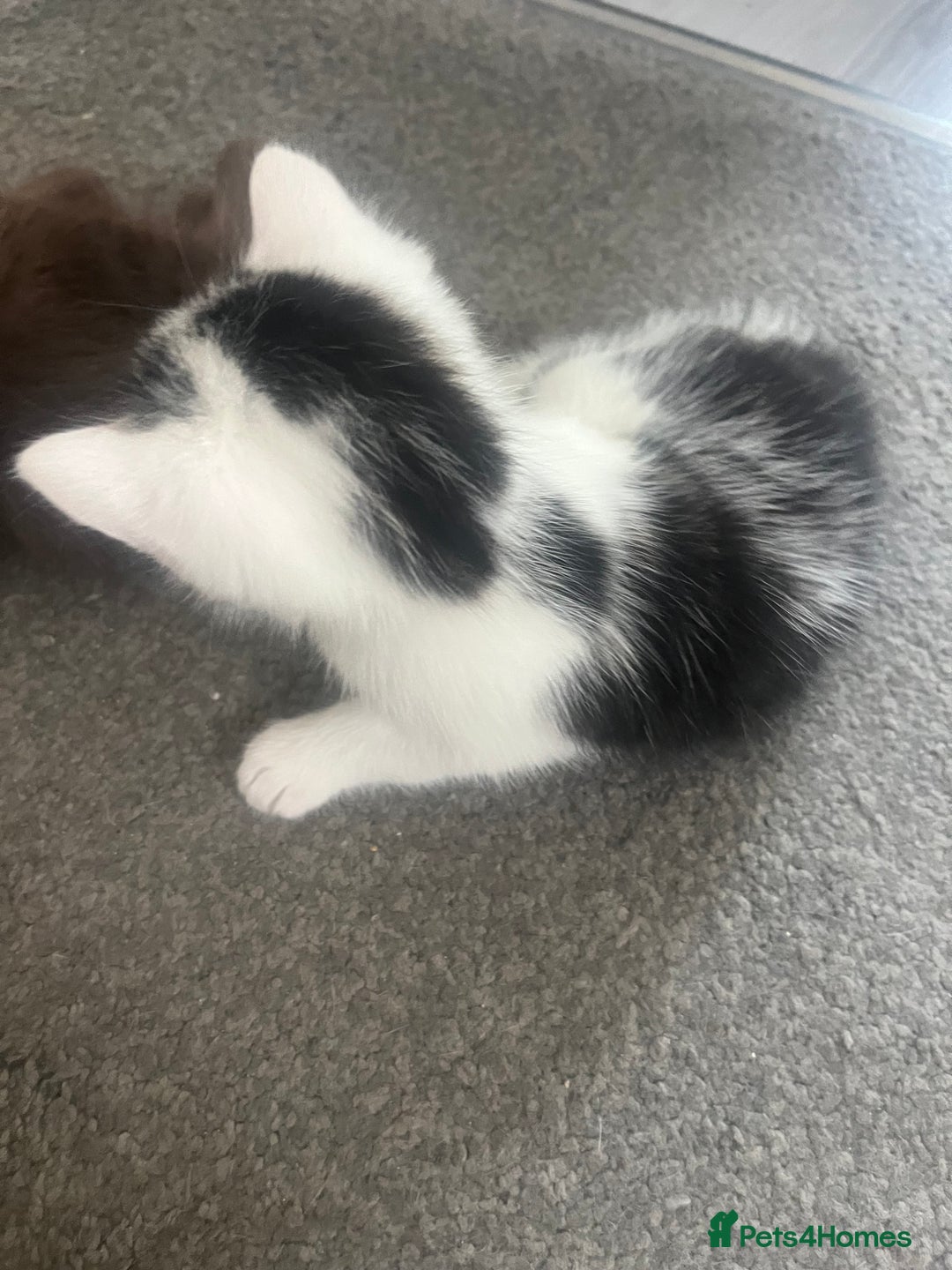 British Shorthair cats for sale: Beautiful white and tabby kitten  - Image 3