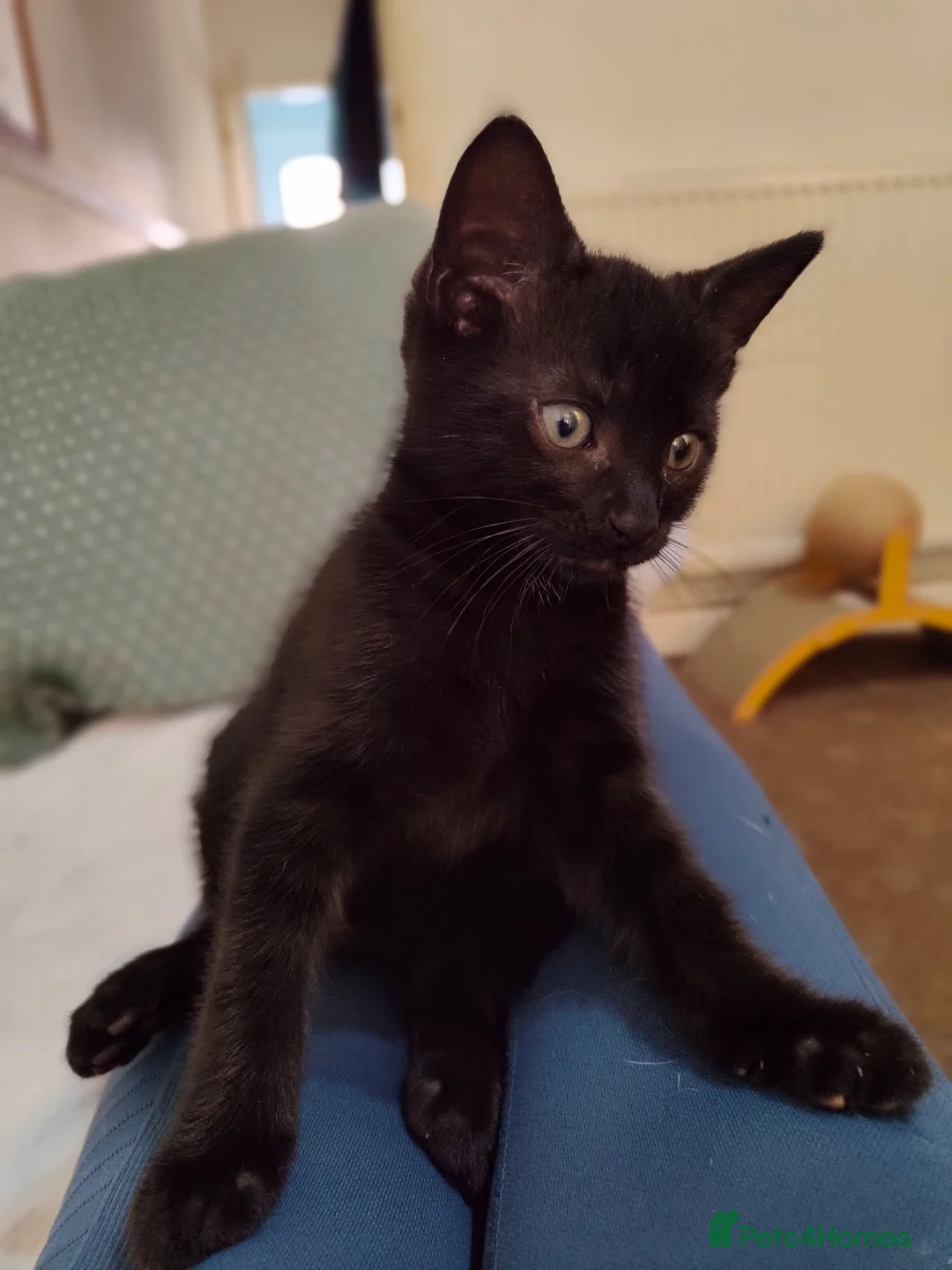 Mixed Breed cats for sale: Kitten looking for new home  - Advert 1