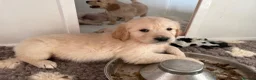 Golden Retriever dogs for sale: KC Golden retriever pups, fame & champion lines - Advert 11