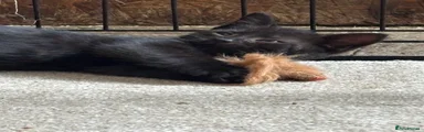 Teeter