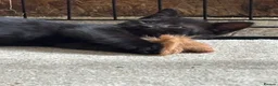 Mixed Breed cats for sale: Two Gorgeous Black Kittens  - Advert 2