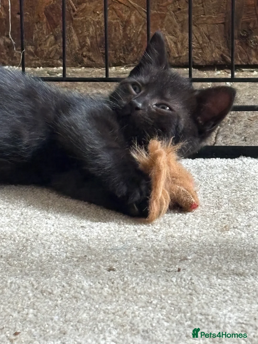 Mixed Breed cats for sale: Two Gorgeous Black Kittens  - Advert 2