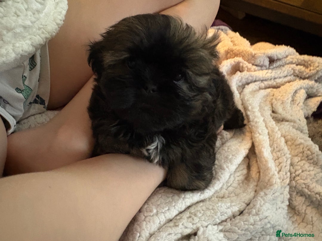 Mixed Breed dogs for sale: Shih Tzu cross - teddy bear puppies - Advert 11