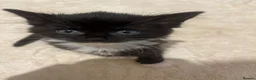 Mixed Breed cats for sale: Kittens ready  in Swansea - Advert 17
