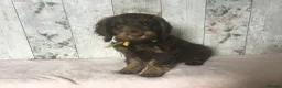 Mixed Breed dogs for sale: Medium to small Mini Doodle pups - Advert 6