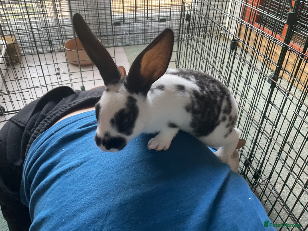Rex rabbits for sale: Friendly velvety rex rabbits for sale - Image 26
