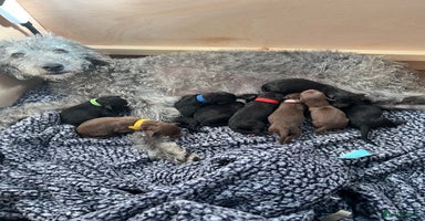 Mixed Breed dogs - Advert 6