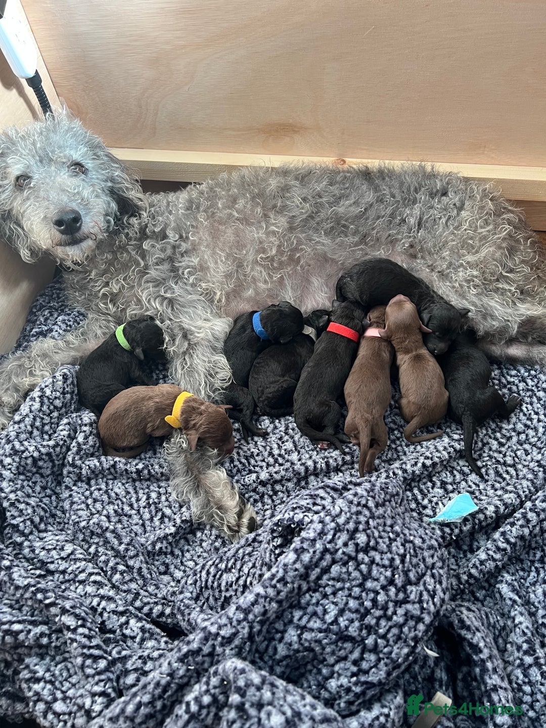 Mixed Breed dogs for sale: Bedlington whippet cross.  - Image 2