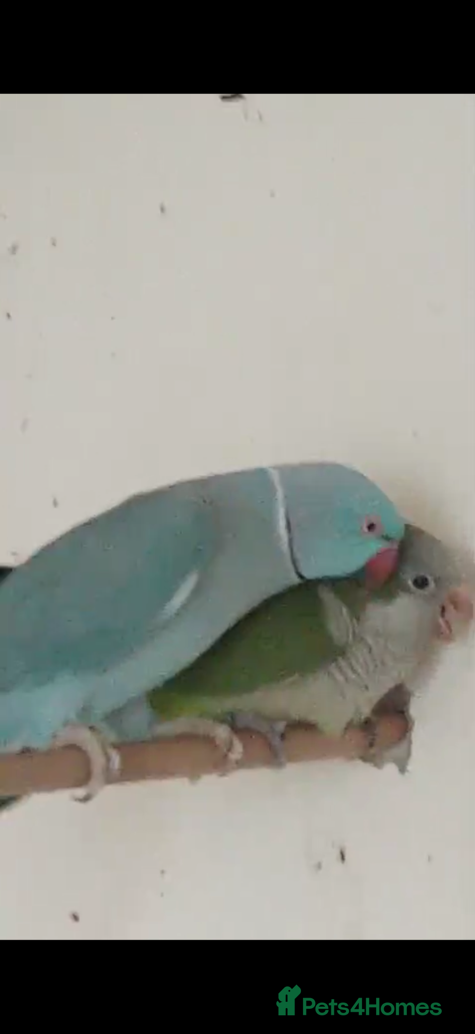 Ringnecks birds  for sale beautiful pair  - Advert 18