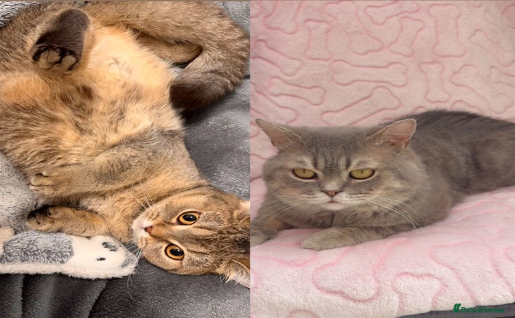 British Shorthair cats - Advert 12