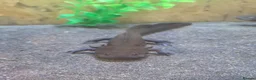 Axolotl reptiles for sale: Axolotls in Arundel - Advert 3