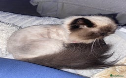 Persian cats for sale: Stunning Persian  - Image 2