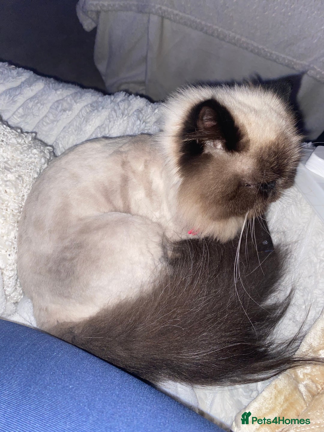 Persian cats for sale: Stunning Persian  - Image 2