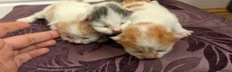 Mixed Breed cats for sale: £40 each or 2 for £70 - read description :) in Liverpool - Advert 34