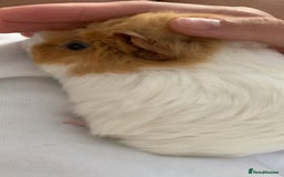 Guinea Pig rodents for sale: Guinea pig  - Image 4