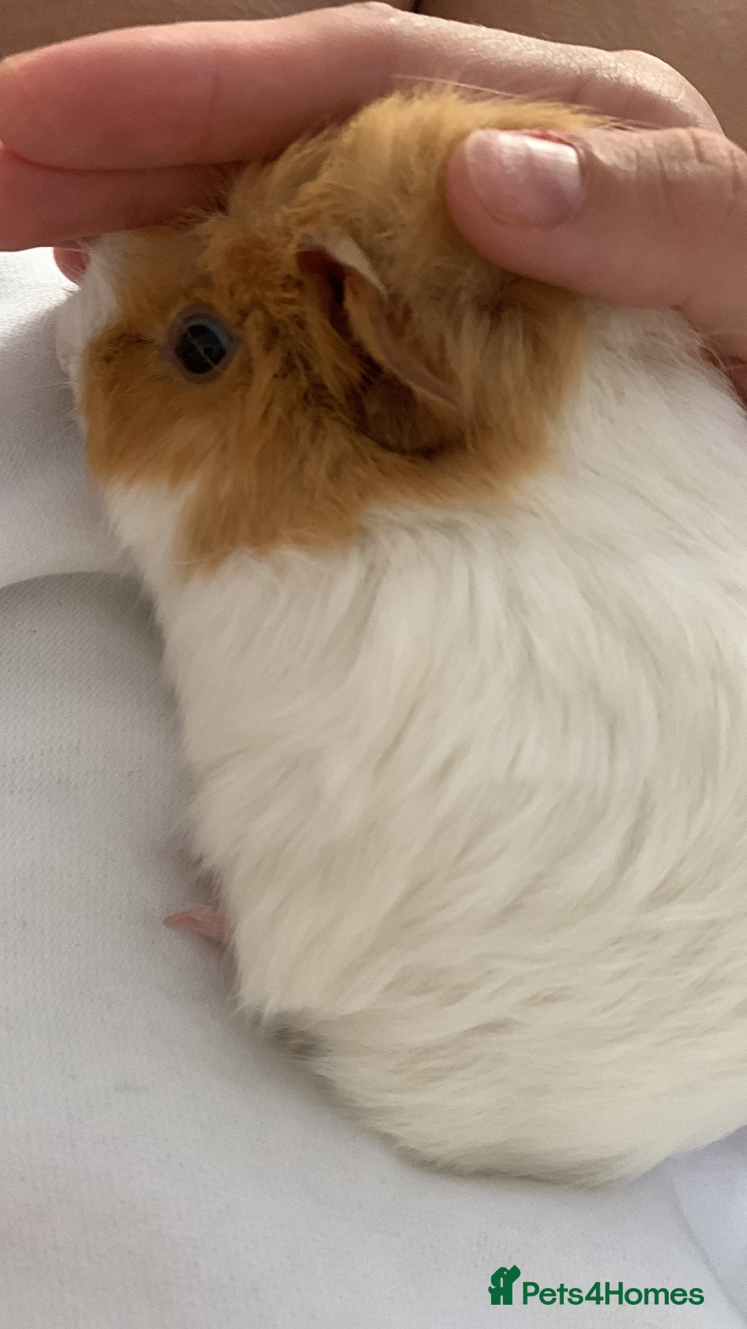 Guinea Pig rodents for sale: Guinea pig  - Image 4