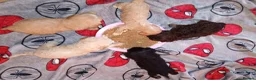 Cockapoo dogs for sale: 6 week old pups - Advert 14
