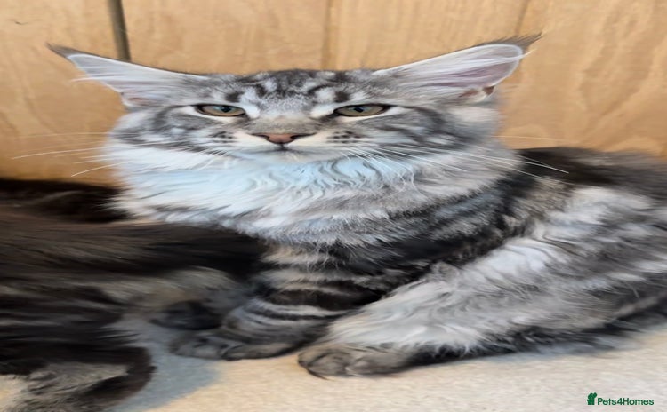 Maine Coon cats in Brighouse - Advert 12