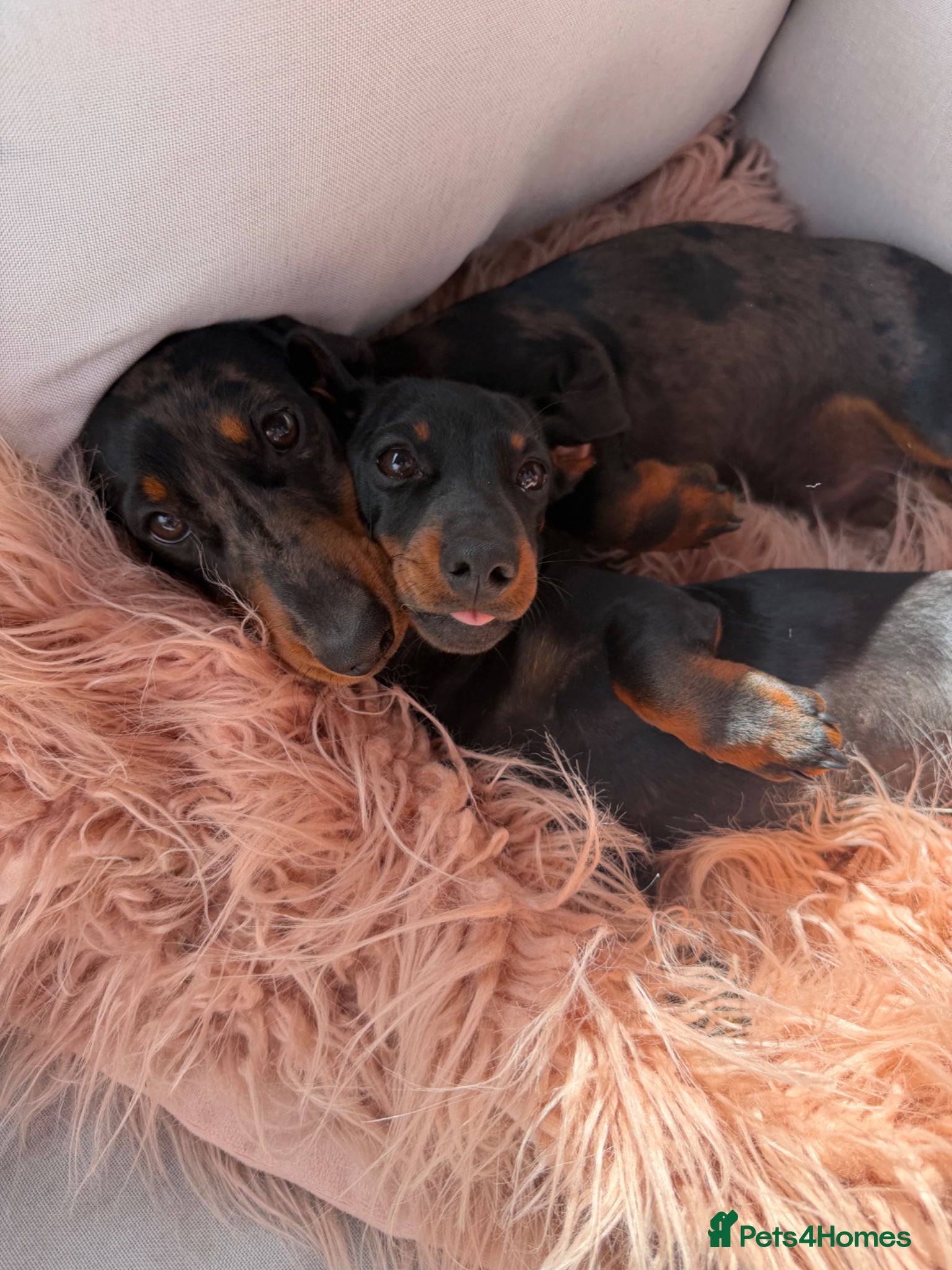 Miniature Dachshund dogs Beautiful Miniature Dachshund Puppies for sale - Advert 6