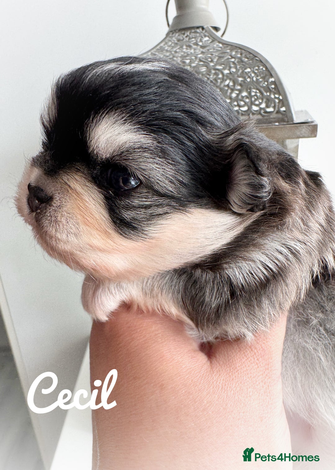 Chihuahua dogs for sale: Long coat girl and boy available  - Image 11