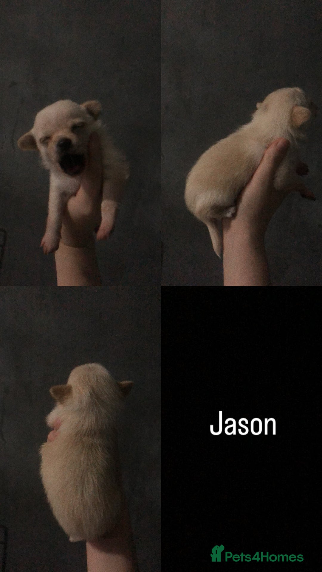 Pomchi dogs for sale: 🐾MALE POMCHI PUPPIES🐾 - Advert 12