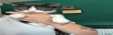 Mixed Breed Kitten 2