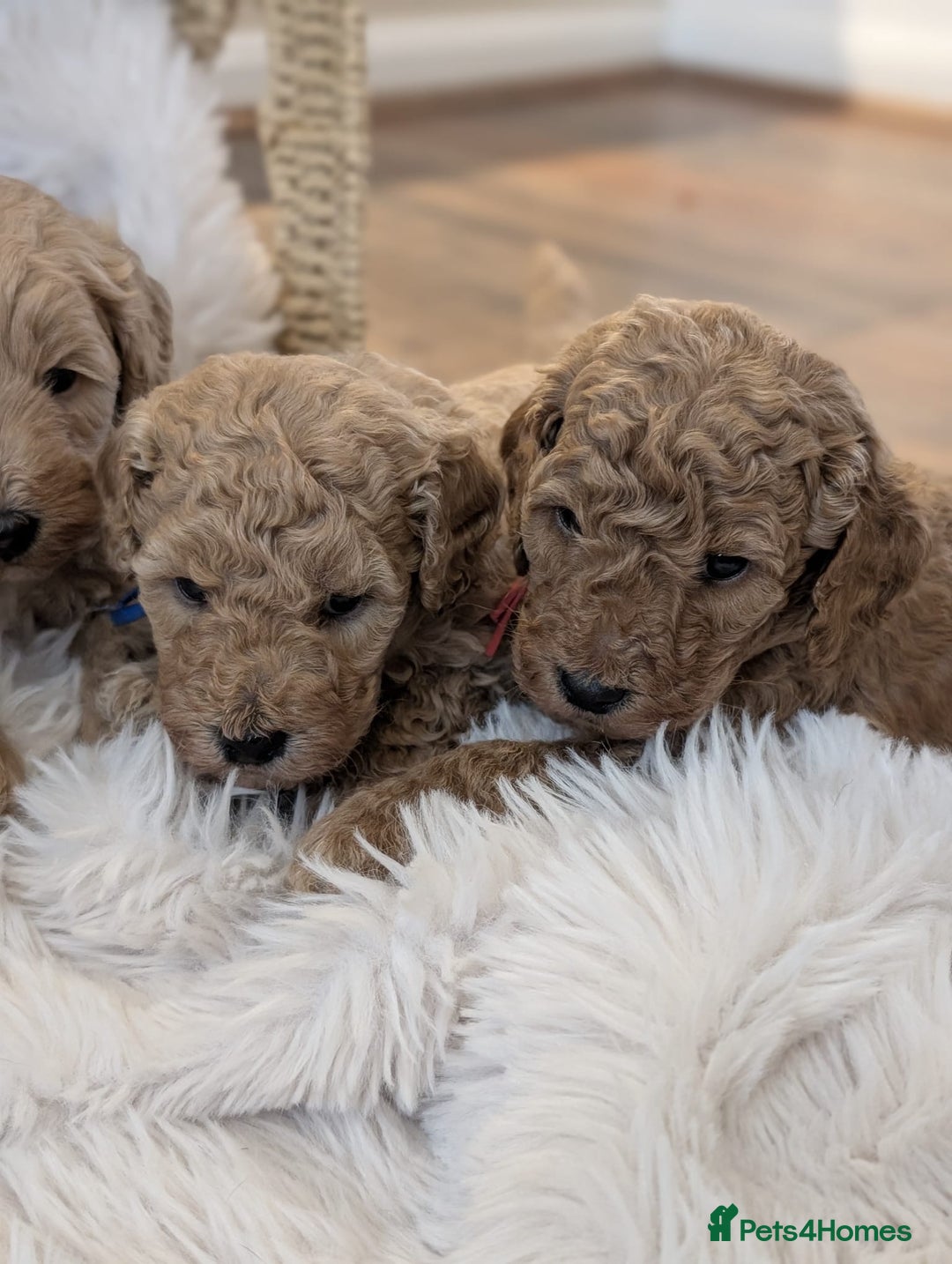 Australian Labradoodle dogs for sale: Minature Austrailian labradoodles - Image 12