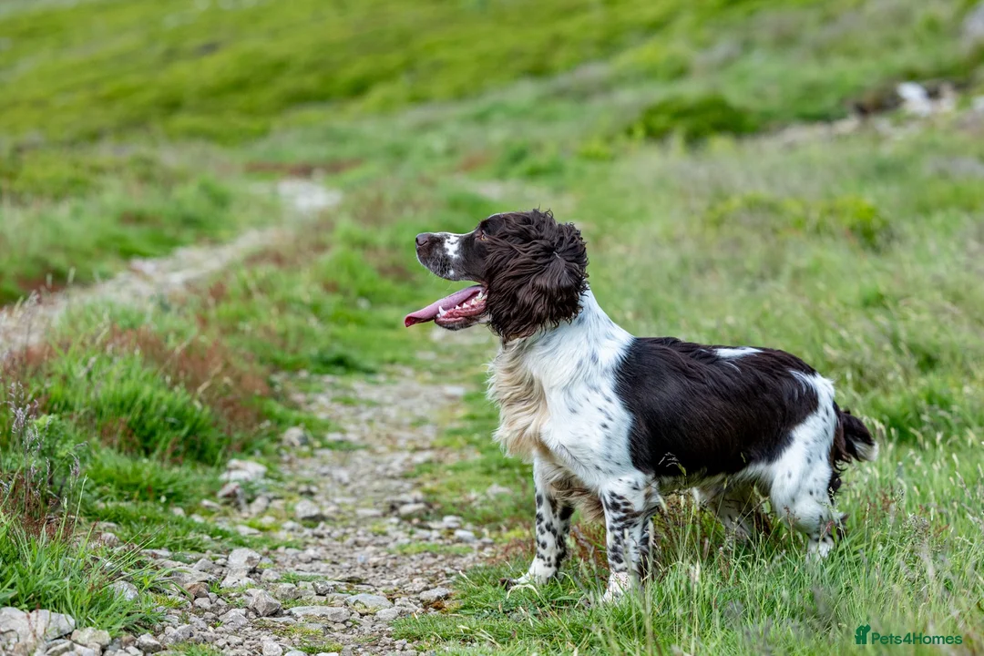 English Springer Spaniel dogs for stud: Fully health tested liver & white springer stud - Advert 2