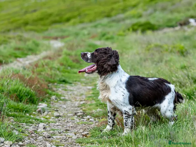 English Springer Spaniel dogs for stud: Fully health tested liver & white springer stud - Advert 2